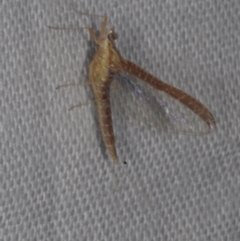 Ephemeroptera (order) (Unidentified Mayfly) at Epping, VIC - 29 Jan 2011 by WendyEM