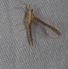 Ephemeroptera (order) at galgi gnarrk (Graigieburn Grassland Nature Conservation Reserve) - 29 Jan 2011 by WendyEM