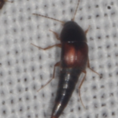 Sepedophilus sp. (genus) at galgi gnarrk (Graigieburn Grassland Nature Conservation Reserve) - 29 Jan 2011 by WendyEM