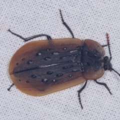 Ptomaphila lacrymosa (Carrion Beetle) at galgi gnarrk (Graigieburn Grassland Nature Conservation Reserve) - 29 Jan 2011 by WendyEM