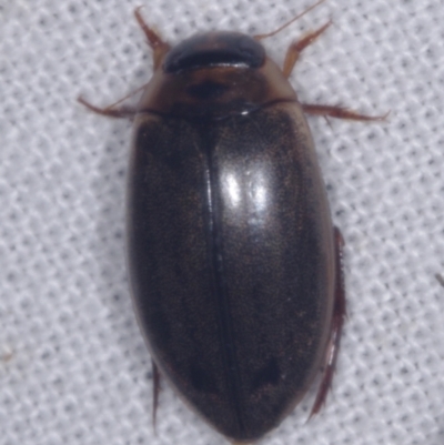 Rhantus suturalis (A predaceous diving beetle) at Epping, VIC - 29 Jan 2011 by WendyEM