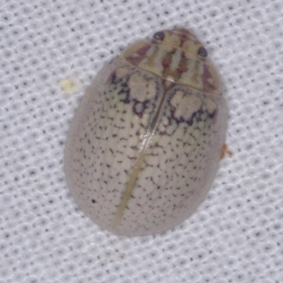 Paropsisterna laesa species complex (Laesa leaf beetle) at Epping, VIC - 29 Jan 2011 by WendyEM