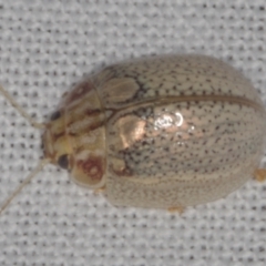 Paropsisterna laesa (Laesa leaf beetle) at Epping, VIC - 29 Jan 2011 by WendyEM