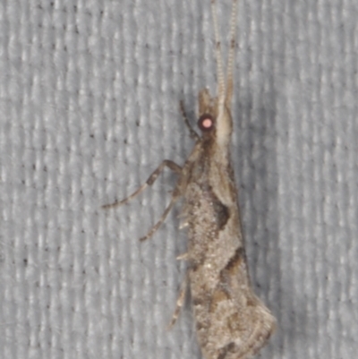 Leuroperna sera (A Plutellid moth) at Epping, VIC - 29 Jan 2011 by WendyEM