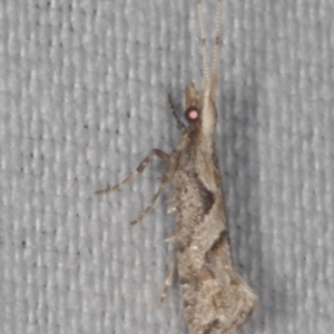 Leuroperna sera (A Plutellid moth) at Epping, VIC by WendyEM