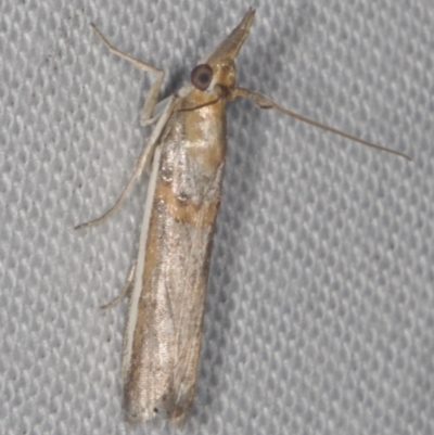 Etiella behrii (Lucerne Seed Web Moth) at galgi gnarrk (Graigieburn Grassland Nature Conservation Reserve) - 29 Jan 2011 by WendyEM