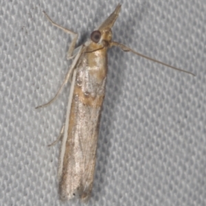 Etiella behrii (Lucerne Seed Web Moth) at Epping, VIC by WendyEM