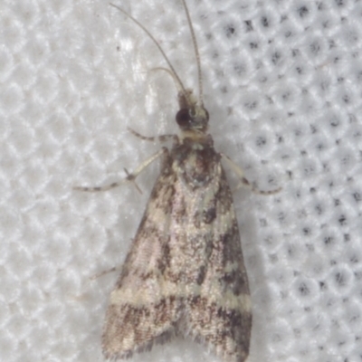 Scoparia spelaea (a Crambid moth) at Epping, VIC - 29 Jan 2011 by WendyEM