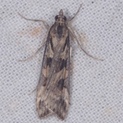Nomophila corticalis (A Crambid moth (Spilomelinae) at Epping, VIC - 29 Jan 2011 by WendyEM
