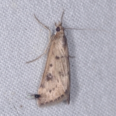 Achyra nigrirenalis (Pyraustinae) at Epping, VIC - 29 Jan 2011 by WendyEM