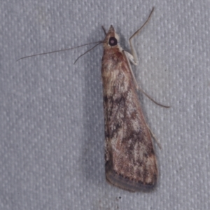 Achyra affinitalis at Epping, VIC - 29 Jan 2011