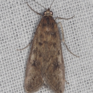 Achyra affinitalis at Epping, VIC - 29 Jan 2011 09:48 PM