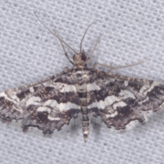 Diasemiopsis ramburialis (A Crambid moth) at Epping, VIC - 29 Jan 2011 by WendyEM