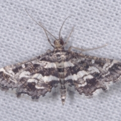 Diasemiopsis ramburialis (A Crambid moth) at galgi gnarrk (Graigieburn Grassland Nature Conservation Reserve) - 29 Jan 2011 by WendyEM