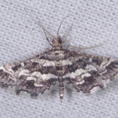 Diasemiopsis ramburialis (A Crambid moth) at galgi gnarrk (Graigieburn Grassland Nature Conservation Reserve) - 29 Jan 2011 by WendyEM