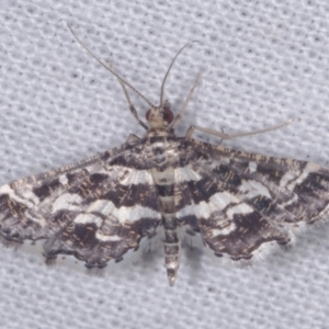 Diasemiopsis ramburialis (A Crambid moth) at Epping, VIC by WendyEM
