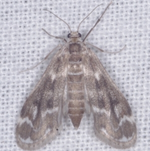 Hygraula nitens at Epping, VIC - 29 Jan 2011