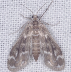 Hygraula nitens (Pond Moth) at Epping, VIC by WendyEM