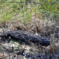 Tiliqua rugosa (Shingleback Lizard) at Mulligans Flat - 3 Mar 2024 by MB