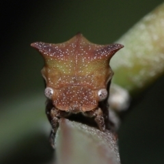 Sextius virescens (Acacia horned treehopper) at Capalaba, QLD - 29 Feb 2024 by TimL