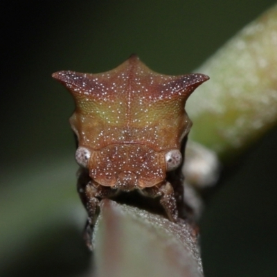 Sextius virescens (Acacia horned treehopper) at Capalaba, QLD - 1 Mar 2024 by TimL