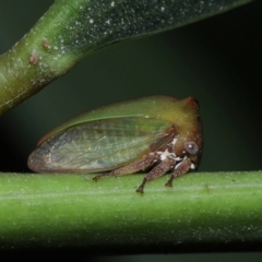 Sextius virescens at Capalaba, QLD - 1 Mar 2024 10:01 AM