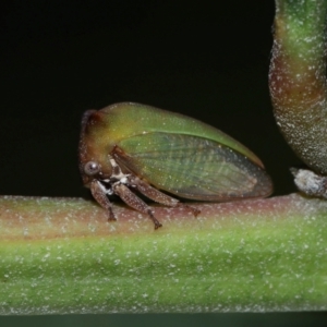Sextius virescens at Capalaba, QLD - 1 Mar 2024 10:01 AM
