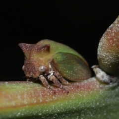 Sextius virescens at Capalaba, QLD - 1 Mar 2024 10:01 AM