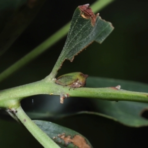 Sextius virescens at Capalaba, QLD - 1 Mar 2024