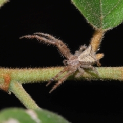 Sidymella sp. (genus) at Capalaba, QLD - 29 Feb 2024 by TimL