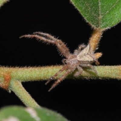 Sidymella sp. (genus) at Capalaba, QLD - 29 Feb 2024 by TimL
