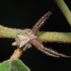 Sidymella hirsuta at Capalaba, QLD - 1 Mar 2024 10:08 AM