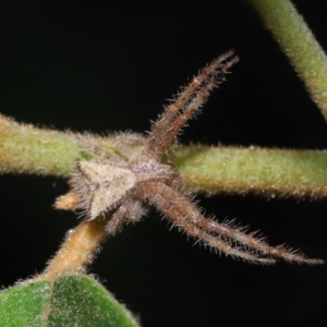 Sidymella hirsuta at Capalaba, QLD - 1 Mar 2024 10:08 AM