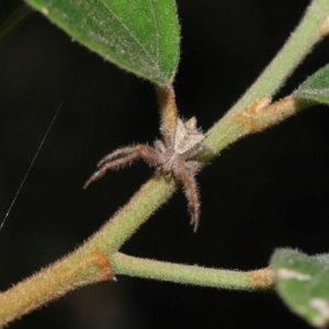 Sidymella hirsuta at Capalaba, QLD - 1 Mar 2024 10:08 AM