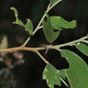 Sidymella hirsuta at Capalaba, QLD - 1 Mar 2024 10:08 AM