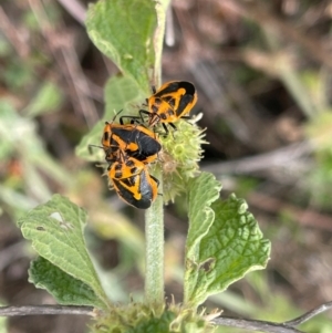 Agonoscelis rutila (Horehound bug) at Cooleman Ridge by BenHarvey