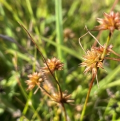 Juncus fockei (A Rush) at Lake George, NSW - 17 Dec 2022 by JaneR