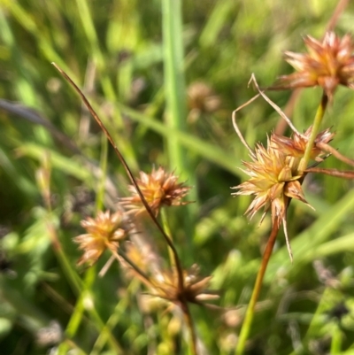 Juncus fockei (A Rush) at Lake George, NSW - 17 Dec 2022 by JaneR