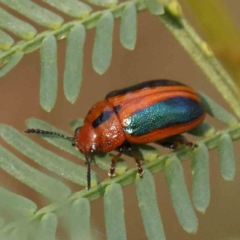 Calomela curtisi (Acacia leaf beetle) at Black Mountain - 28 Feb 2024 by ConBoekel