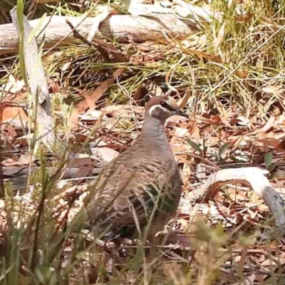 Phaps chalcoptera (Common Bronzewing) at O'Connor, ACT - 28 Feb 2024 by ConBoekel