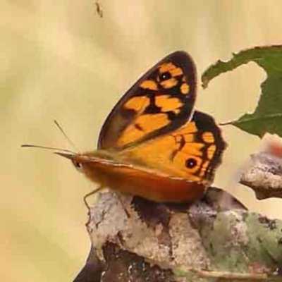 Heteronympha penelope (Shouldered Brown) at Dryandra St Woodland - 2 Mar 2024 by ConBoekel