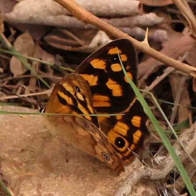 Heteronympha paradelpha (Spotted Brown) at O'Connor, ACT - 2 Mar 2024 by ConBoekel