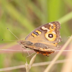 Junonia villida (Meadow Argus) at Dryandra St Woodland - 2 Mar 2024 by ConBoekel