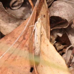 Faveria tritalis at Dryandra St Woodland - 2 Mar 2024