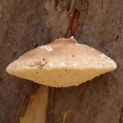 Laetiporus portentosus (White Punk) at O'Connor, ACT - 28 Feb 2024 by ConBoekel