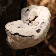 Unidentified Pored or somewhat maze-like on underside [bracket polypores] at O'Connor, ACT - 2 Mar 2024 by ConBoekel