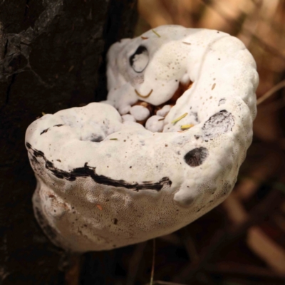 zz Polypore (shelf/hoof-like) at Dryandra St Woodland - 2 Mar 2024 by ConBoekel