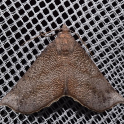 Mnesampela lenaea (Rippled Gum Moth) at QPRC LGA - 3 Mar 2024 by DianneClarke