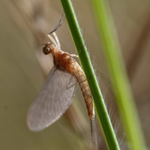 Ephemeroptera (order) at Higgins Woodland - 3 Mar 2024 09:39 AM