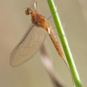 Ephemeroptera (order) at Higgins Woodland - 3 Mar 2024 09:39 AM